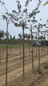 Prunus subh. 'Autumnalis Rosea' 14-16 Hoogstam wortelgoed 3 X verplant boven vered.