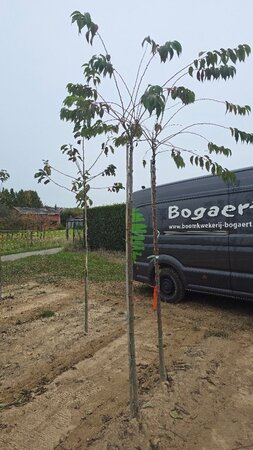 Prunus subh. 'Autumnalis' 10-12 Hoogstam wortelgoed boven vered.