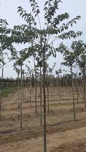 Prunus subh. 'Autumnalis' 12-14 Hoogstam wortelgoed 2 X verplant boven vered.