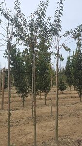 Prunus subh. 'Fukubana' 10-12 Hoogstam wortelgoed boven vered.