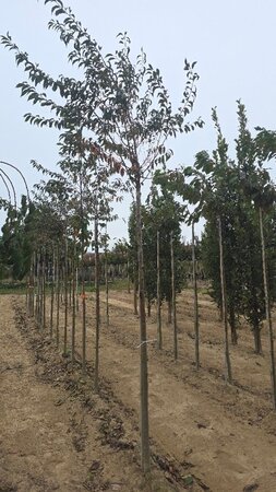 Prunus subh. 'Fukubana' 12-14 Hoogstam wortelgoed 2 X verplant boven vered.