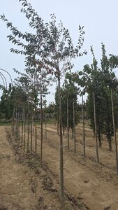 Prunus subh. 'Fukubana' 12-14 Hoogstam wortelgoed 2 X verplant boven vered.