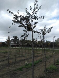Prunus subh. 'Fukubana' 14-16 Hoogstam wortelgoed 2 X verplant