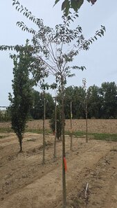 Prunus subh. 'Fukubana' 14-16 Hoogstam wortelgoed 3 X verplant boven vered.