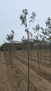 Prunus ser. 'Kanzan' 10-12 Hoogstam wortelgoed boven vered.