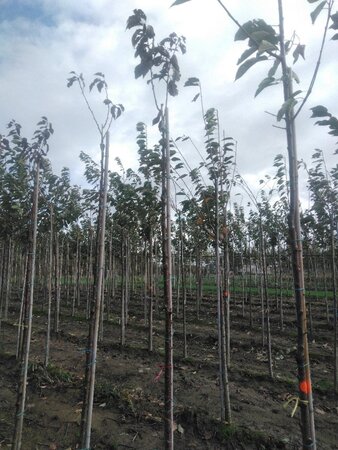 Prunus ser. 'Royal Burgundy' 10-12 Hoogstam wortelgoed boven vered. 225 cm stam