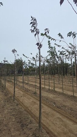 Prunus ser. 'Royal Burgundy' 10-12 Hoogstam wortelgoed boven vered.