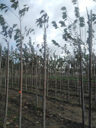 Prunus ser. 'Royal Burgundy' 6-8 Hoogstam wortelgoed boven vered. 225 cm stam