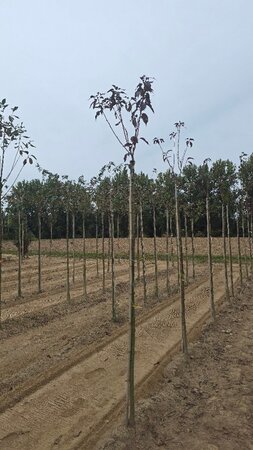 Prunus ser. 'Royal Burgundy' 8-10 Hoogstam wortelgoed boven vered.