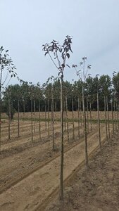 Prunus ser. 'Royal Burgundy' 8-10 Hoogstam wortelgoed boven vered.