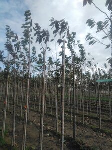 Prunus ser. 'Royal Burgundy' 8-10 Hoogstam wortelgoed boven vered. 200 cm stam