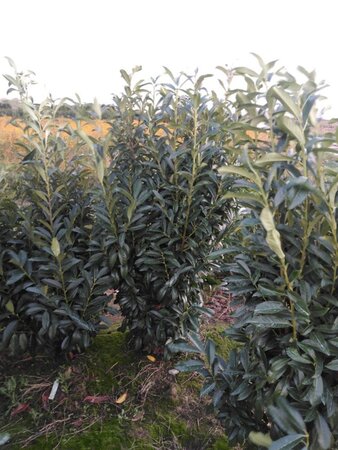Prunus l. Genolia 150-175 cm met kluit - afbeelding 3