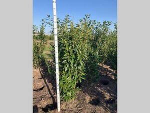 Prunus l. Genolia 150-175 cm met kluit - afbeelding 5