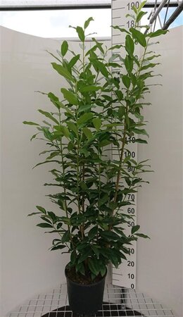 Prunus l. Genolia 150-175 cm met kluit - afbeelding 1