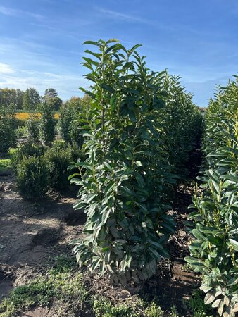 Prunus l. Genolia 150-175 cm met kluit - afbeelding 4
