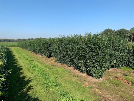 Prunus l. Genolia 175-200 cm met kluit - afbeelding 4