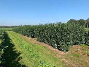 Prunus l. Genolia 175-200 cm met kluit - afbeelding 4