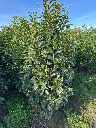 Prunus l. Genolia 175-200 cm met kluit - afbeelding 5