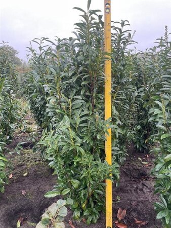 Prunus l. Genolia 175-200 cm met kluit - afbeelding 1