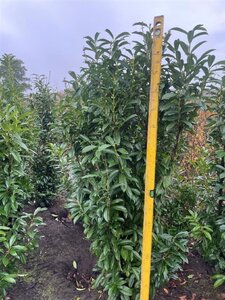 Prunus l. Genolia 175-200 cm met kluit - afbeelding 2