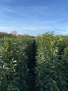 Prunus l. Genolia 175-200 cm met kluit - afbeelding 6