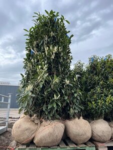 Prunus l. Genolia 175-200 cm met kluit - afbeelding 6