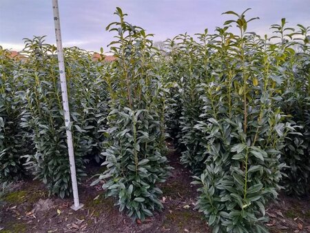 Prunus l. Genolia 175-200 cm met kluit - afbeelding 3