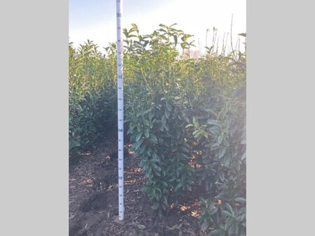 Prunus l. Genolia 175-200 cm met kluit - afbeelding 7