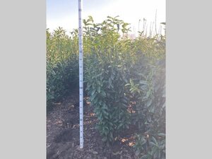 Prunus l. Genolia 175-200 cm met kluit - afbeelding 7