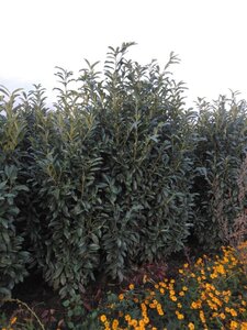 Prunus l. Genolia 200-250 cm met kluit