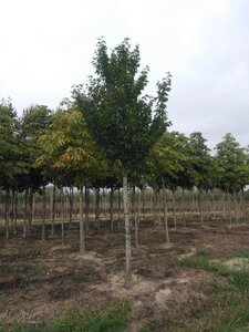 Prunus 'Umineko' 25-30 Hoogstam draadkluit 3 X verplant