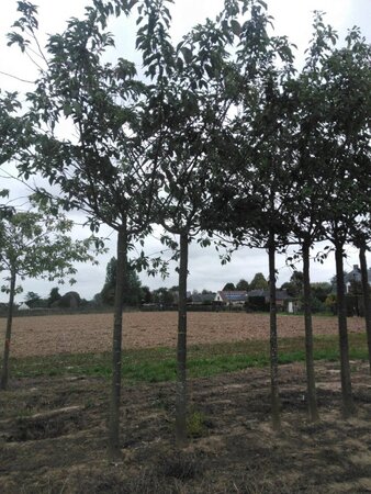 Prunus yedoensis 30-35 Hoogstam draadkluit 4 X verplant