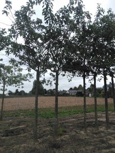 Prunus yedoensis 30-35 Hoogstam draadkluit 4 X verplant