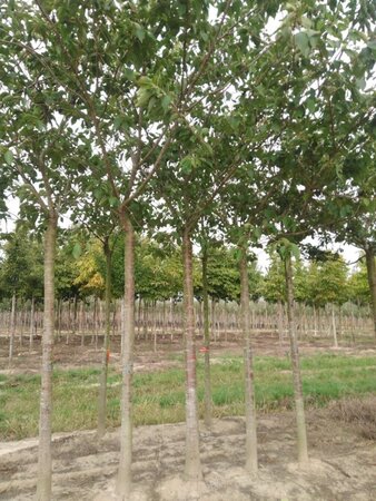 Prunus yedoensis 35-40 Hoogstam draadkluit 4 X verplant