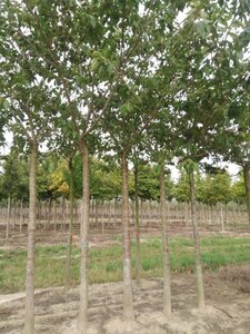 Prunus yedoensis 35-40 Hoogstam draadkluit 4 X verplant
