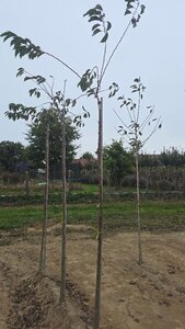 Prunus yedoensis 8-10 Hoogstam wortelgoed boven vered.