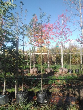 Pyrus c. 'Beurré Alexandre Lucas' 8-10 Hoogstam BAG