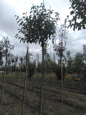 Pyrus c. 'Bon Chrétien Williams' (middel) 10-12 Hoogstam wortelgoed boven vered. 220 cm stam