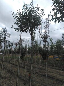 Pyrus c. 'Bon Chrétien Williams' (middel) 10-12 Hoogstam wortelgoed boven vered. 220 cm stam