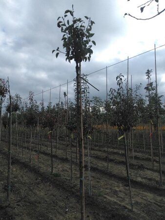 Pyrus c. 'Bon Chrétien Williams' (middel) 6-8 Hoogstam wortelgoed boven vered.