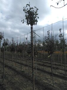 Pyrus c. 'Bon Chrétien Williams' (middel) 6-8 Hoogstam wortelgoed boven vered.
