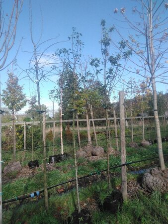 Pyrus c. 'Bon Chrétien Williams' (middel) 8-10 Hoogstam BAG