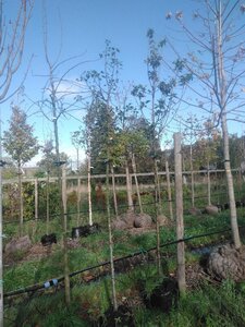 Pyrus c. 'Bon Chrétien Williams' (middel) 8-10 Hoogstam BAG