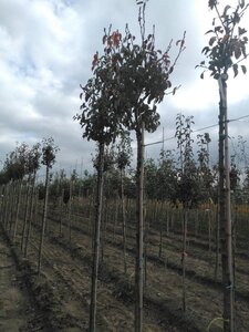 Pyrus c. 'Bon Chrétien Williams' (middel) 8-10 Hoogstam wortelgoed boven vered.