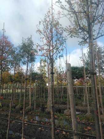 Pyrus c. 'Beech Hill' 14-16 Hoogstam draadkluit 3 X verplant