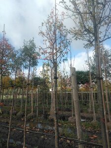 Pyrus c. 'Beech Hill' 14-16 Hoogstam draadkluit 3 X verplant