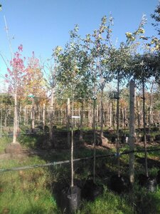 Pyrus c. 'Bonne Louise d'Avranches' 6-8 Hoogstam BAG