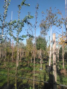 Pyrus c. 'Bonne Louise d'Avranches' 8-10 Hoogstam BAG