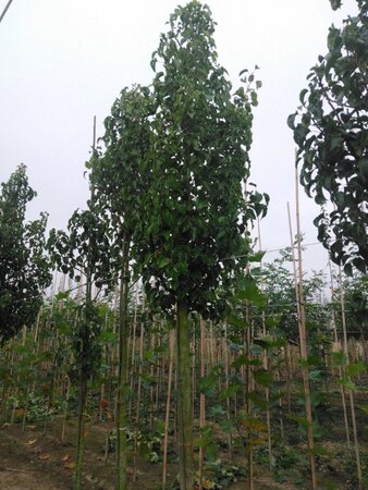 Pyrus calleryana 'Capital' 18-20 Hoogstam draadkluit 3 X verplant
