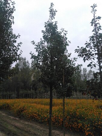 Pyrus calleryana 'Chanticleer' 20-25 Hoogstam draadkluit 3 X verplant